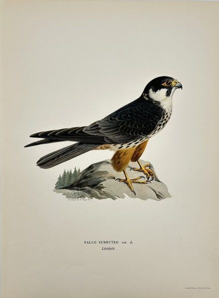 Magnus von Wright (1805–1868) – Chromolithograph – Falco Tinnunculus (Common Kestrel) from Nordisk Fågelfauna (1920)