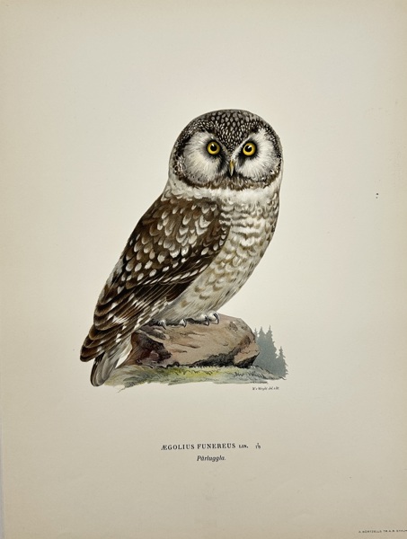 Magnus von Wright (1805–1868) – Chromolithograph – Aegolius Funereus (Boreal Owl) from Nordisk Fågelfauna (1920)