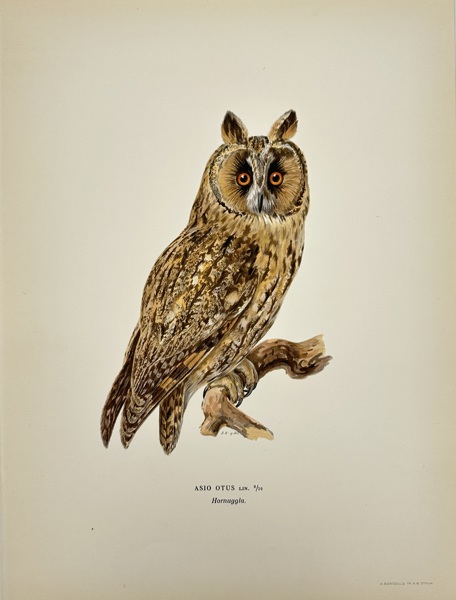 Magnus von Wright (1805–1868) – Chromolithograph – Asio Otus (Long-eared Owl) from Nordisk Fågelfauna (1920)
