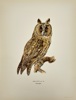 Magnus von Wright (1805–1868) – Chromolithograph – Asio Otus (Long-eared Owl) from Nordisk Fågelfauna (1920)