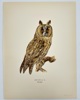Magnus von Wright (1805–1868) – Chromolithograph – Asio Otus (Long-eared Owl) from Nordisk Fågelfauna (1920)