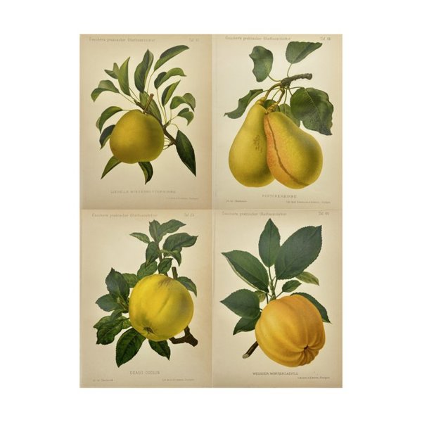 Nicolas Gaucher - Set of 4 Botanical Prints- Gauchers Pomologie - Dean’s Codlin – Dean’s Codlin Apple - Liegel’s