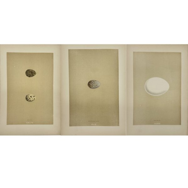 Francis Orpen Morris - Set of 3 Egg Bird Prints - Quail – Quail Eggs - Nutcracker - Fulmar – Plate CCXXX - 1892