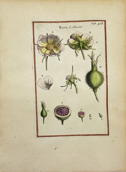 Joseph Pitton de Tournefort (1656–1708) - Antique Hand-coloured Engraving - Rosa - Le Rosier - Rose