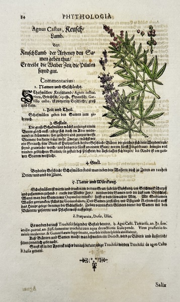 Johann Joachim Becher (1635–1682) – Hand-coloured Botanical Engraving – Phythologia: Agnus Castus (Keuschlamm) (1662)