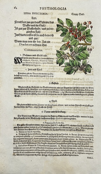 Johann Joachim Becher (1635–1682) – Hand-coloured Botanical Engraving of Spina Insectoria (Hawthorn) – Phythologia: Kreuz-Beer (1662)