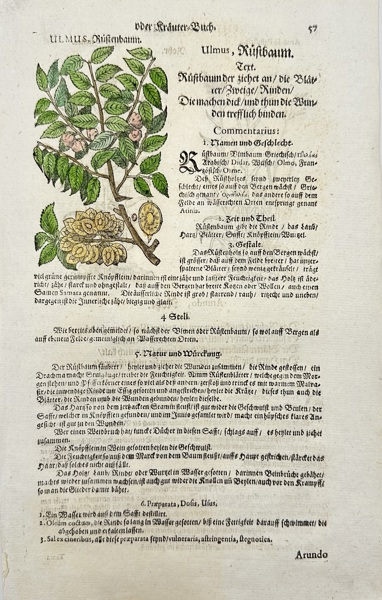 Johann Joachim Becher (1635–1682) – Hand-coloured Botanical Engraving – Phythologia: Ulmus (Rüstbaum) (1662)