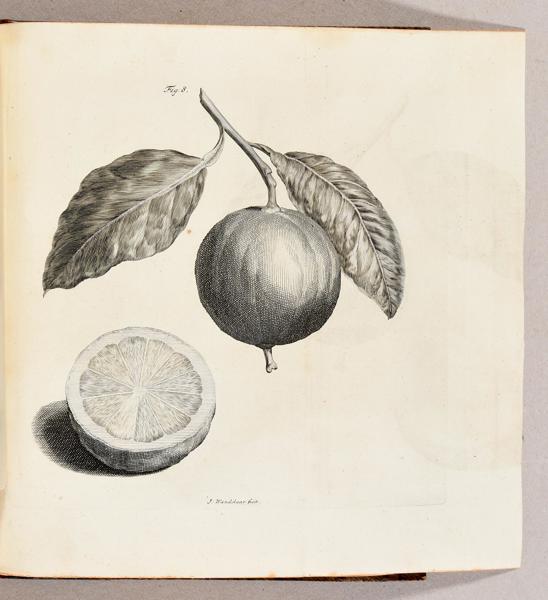 Pieter de la Court van der Voort (1664–1739) – Les Agrémens de la Campagne – Printed Book with Copperplate Engravings (1750)