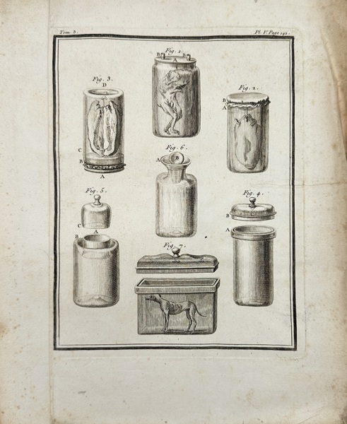 Georges-Louis Leclerc, Comte de Buffon (1707–1788) – Preserved Specimens in Jars – Anatomical Preparations – Engraving from Histoire Naturelle (c.1760s)