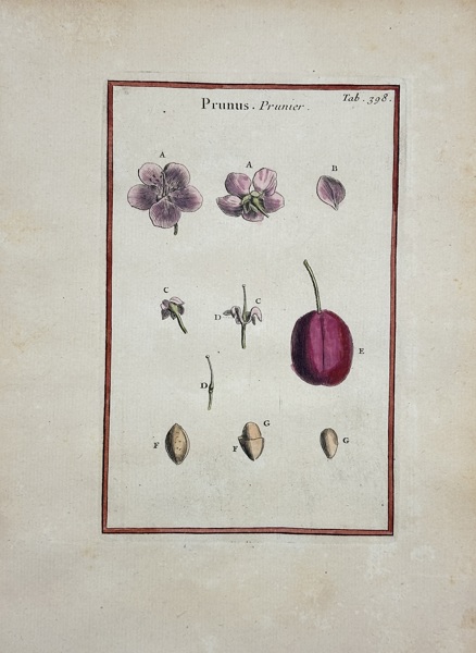 Joseph Pitton de Tournefort - Hand-coloured Engraving – Prunus - Plum Blossom