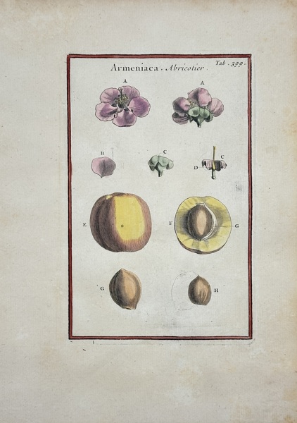 Joseph Pitton de Tournefort - Hand-coloured Engraving - Armeniaca - Apricot Blossom