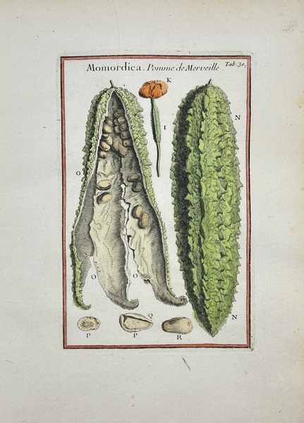 Joseph Pitton de Tournefort - Hand-coloured Engraving - Momordica - Bitter melon - 1719