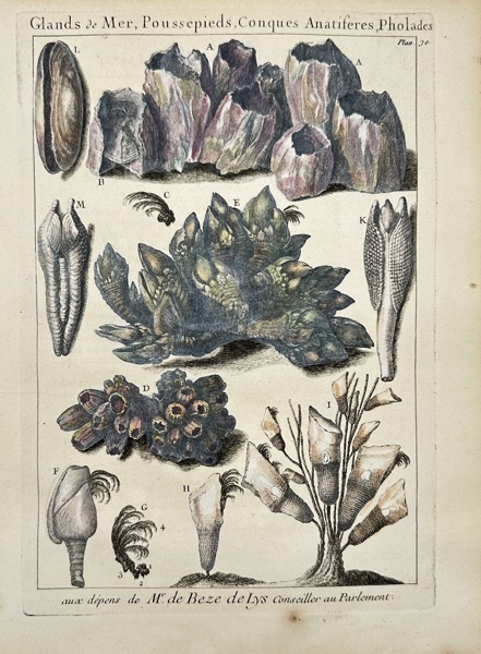 Pierre-Quentin Chedel (1705–1763) after François Boucher (1703–1770) – Hand-Coloured Engraving of Marine Shells and Barnacles – Glands de Mer, Poussepieds, Conques Anatifères, Pholades (1742)