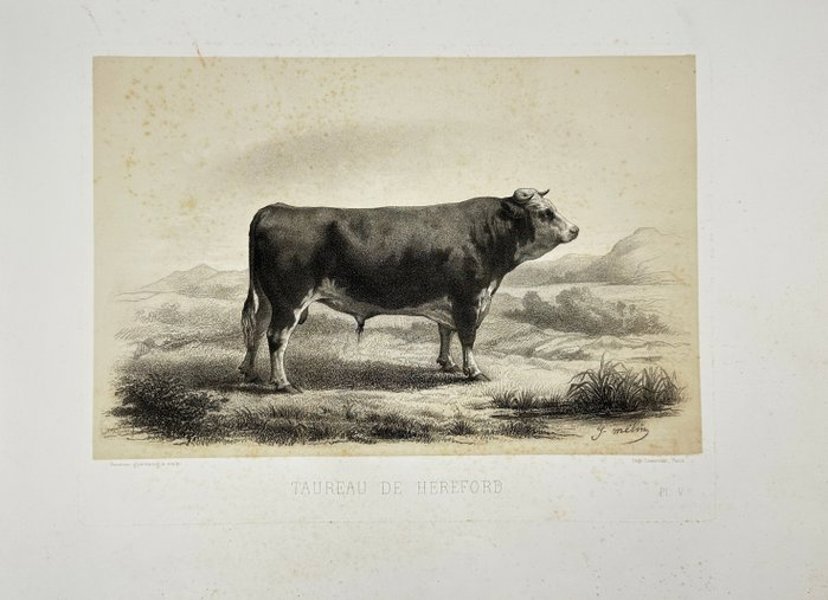 Émile Baudement (1819–1886) - Heliogravure print finished with engraving and lithography - Hereford Bull – Taureau de Hereford