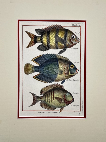 Robert Bénard (1731–1794) – "Les Scyènes, Les Héros Coyettes, Le Chirurgien" – Engraving from Histoire Naturelle (1788)