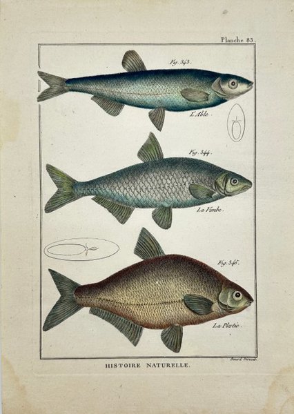 Pierre Joseph Bonnaterre & Robert Benard - Hand-coloured Fish Print - La Breme - Le Couteau - La Bordeliere - 1788