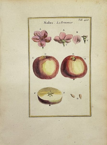 Joseph Pitton de Tournefort (1656–1708) - Antique Hand-coloured Engraving - Malus - Le Pommier - Apple Tree