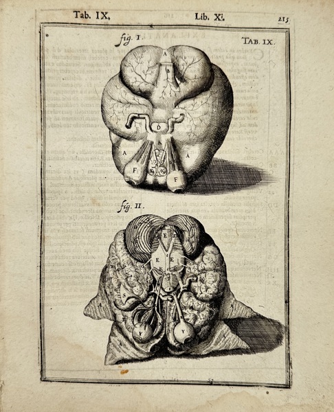 Giulio Cesare Casserius (1552–1616) & Adrian van den Spieghel (1578–1625) – "Tab. IX – Anatomical Study of Brain and Cranial Nerves" – Copperplate Engraving (1645)