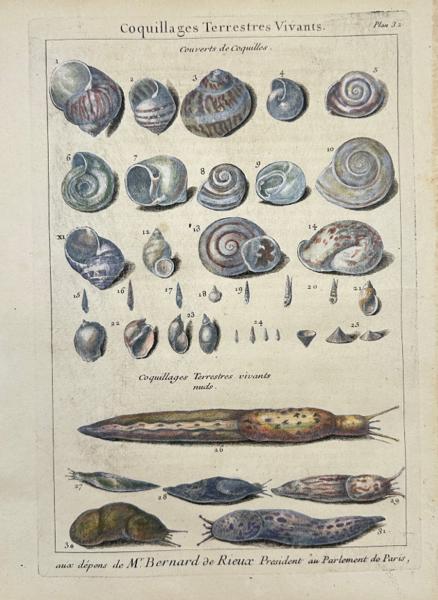 Pierre-Quentin Chedel after François Boucher Antoine Joseph Dezallier de Argenville - Antique Engraving – Shells and Sea Creatures – From L’Histoire Naturelle Éclaircie - 1742