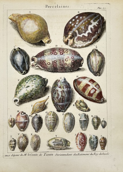 Pierre-Quentin Chedel after François Boucher – Porcelaines (Shells) – L’Histoire Naturelle Éclaircie – 1742
