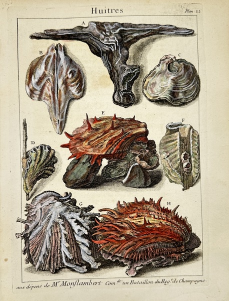 Pierre-Quentin Chedel after François Boucher – Huîtres (Oysters) – L’Histoire Naturelle Éclaircie – 1742