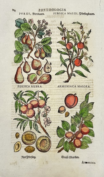 Johann Joachim Becher (1635–1682) – Botanical Engraving – Persica Rubra, Armeniaca Maiora – Phythologia (1662)
