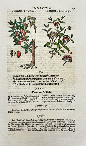 Johann Joachim Becher (1635–1682) – Botanical Engraving – Cornus (Cornel Tree), Corniolus (Dogwood) – Phythologia (1662)
