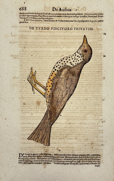 Conrad Gessner (1516–1565) – De Turdis – Historiae Animalium – Hand-Coloured Engraving (16th Century)