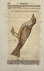 Conrad Gessner (1516–1565) – De Turdis – Historiae Animalium – Hand-Coloured Engraving (16th Century)