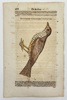 Conrad Gessner (1516–1565) – De Turdis – Historiae Animalium – Hand-Coloured Engraving (16th Century)