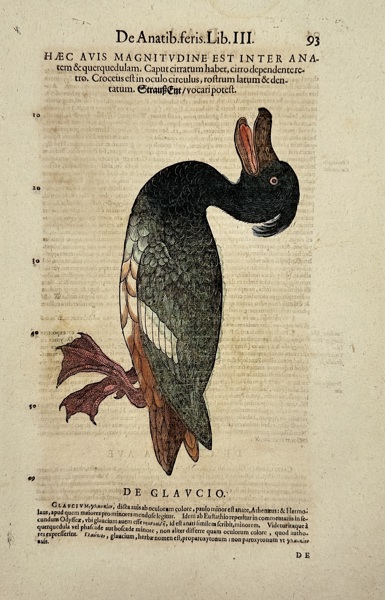 Conrad Gessner (1516–1565) – De Glaucio – Historiae Animalium – Hand-Coloured Engraving (16th Century)