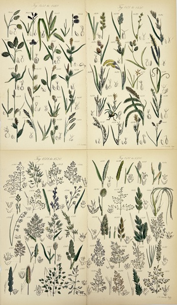 John E. Sowerby (1825–1870) – Set of 4 Botanical Engravings – Grasses and Field Plants – Hand-Coloured Lithograph (19th Century)