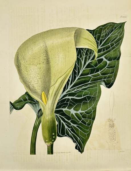 John Curtis (1791–1862) – Botanical Engraving – Arum Maculatum (Lords-and-Ladies) – Hand-Coloured Engraving (1839)