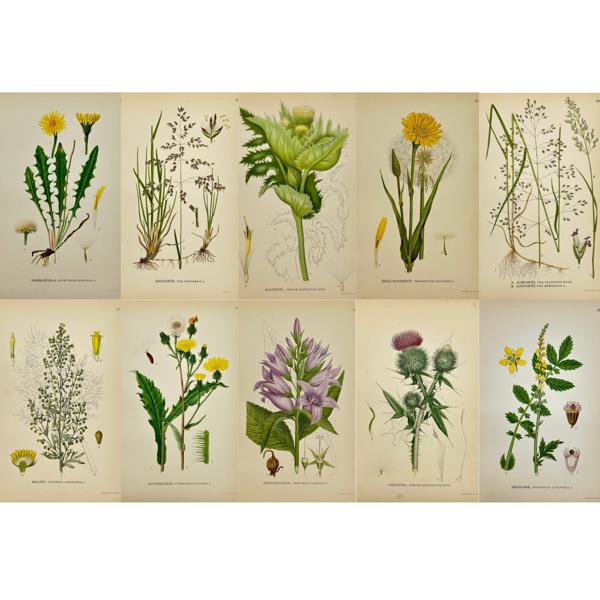 Carl Lindman (1856-1928) - Set of 10 Antique Botanical Prints - Fowl Bluegrass and Wood Bluegrass - Kentucky Bluegrass