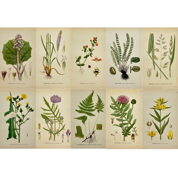 Carl Lindman (1856-1928) - Set of 10 Antique Botanical Prints - Yellow Sedge and Pale Sedge - Goodenough's Sedge and Tufted
