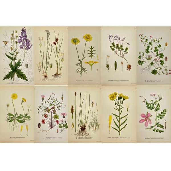 Carl Lindman (1856-1928) - Set of 10 Antique Botanical Prints - Common Club-rush and Needle Spike-rush - White Beak