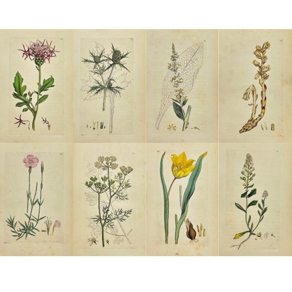 James Sowerby (1757 - 1822) - Set of 8 Antique Prints - Tulipa Sylvestris - Wild Tulip - Dianthus Caesius - Bluish Pink