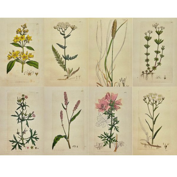 James Sowerby (1757 - 1822) - Set of 8 Antique Prints - Alopecurus Pratensis - Meadow Foxtail - Lysimachia Vulgaris - Yellow