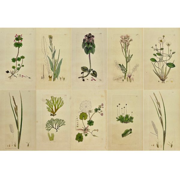 James Sowerby (1757 - 1822) - Set of 10 Antique Prints - Carex Ampullacea - Bottle Sedge - Carex Vesicaria - Bladder Sedge