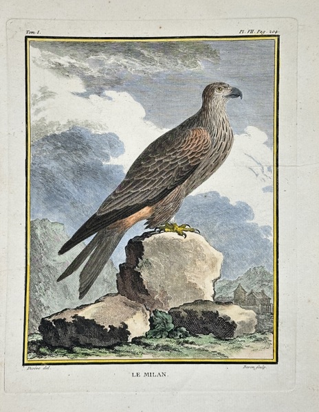 Jacques Eustache de Sève (1742–1788) – Le Milan (Kite) – Hand-Coloured Copperplate Engraving (1766)
