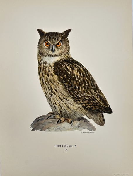Magnus von Wright (1805–1868) – European Eagle-Owl (Bubo Bubo) – Chromolithograph (1920)