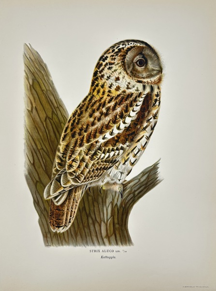 Magnus von Wright (1805–1868) – Tawny Owl (Strix Aluco) – Chromolithograph (1920)