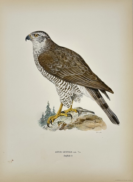 Magnus von Wright (1805–1868) – Northern Goshawk (Astur Gentilis) – Chromolithograph (1920)