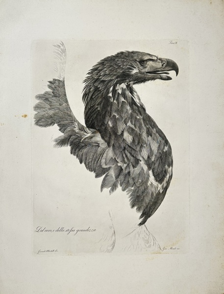 Giocondo Albertolli (1742–1839), Giacomo Mercoli – The Majestic Eagle – Large Engraving from Ornamenti Diversi (Milan, 1778–82)