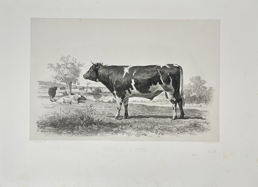 Émile Baudement (1819–1886) – Taureau de Baye – Heliogravure Print Finished with Engraving and Lithography (1861–62)