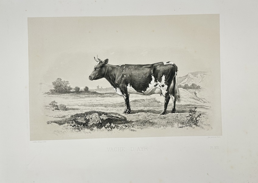 Émile Baudement (1819–1886) – Vache d'Ayr – Heliogravure Print Finished with Engraving and Lithography