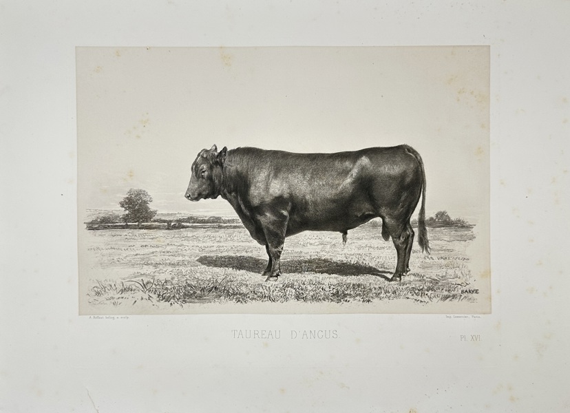 Émile Baudement (1819–1886) – Taureau d'Angus – Heliogravure Print Finished with Engraving and Lithography (1861–62)