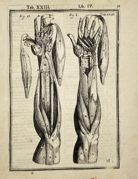 Adriaan van den Spiegel (1578–1625) & Giulio Casseri (1552–1616) – Anatomical Engraving of the Muscles of the Human Arm – Tab. XXIII (1645)