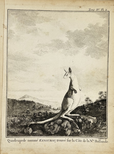 François Godefroy (1743–1819) – Quadrupède nommé Kanguroo, trouvé sur la Côte de la Nle. Hollande – Engraving (1773)