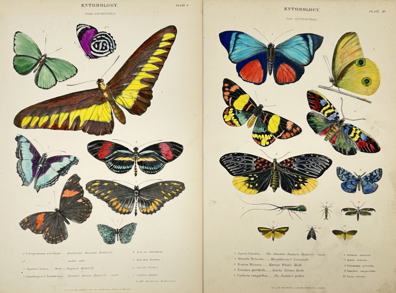 William MacKenzie – Set of 2 Plates – Entomology: Order Lepidoptera – Hand-Coloured Engravings (1859–1868)